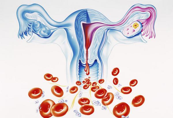 Менструации по типу олигоменореи